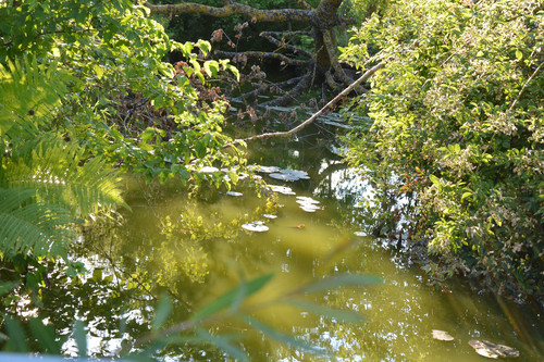 Blick auf den Bach mit Seerosen, Farnen und Ufergebüsch ©Uli Grüber